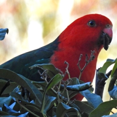 Alisterus scapularis (Australian King-Parrot) at Acton, ACT - 25 Jun 2018 by RodDeb