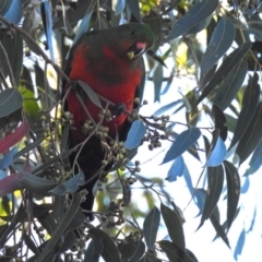 Alisterus scapularis at Acton, ACT - 25 Jun 2018