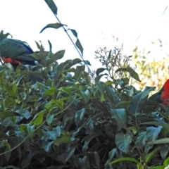 Alisterus scapularis at Acton, ACT - 25 Jun 2018 12:15 PM