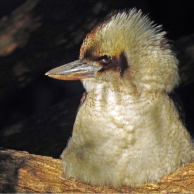 Dacelo novaeguineae (Laughing Kookaburra) at ANBG - 25 Jun 2018 by RodDeb