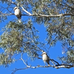 Dacelo novaeguineae at Canberra Central, ACT - 25 Jun 2018 02:10 PM