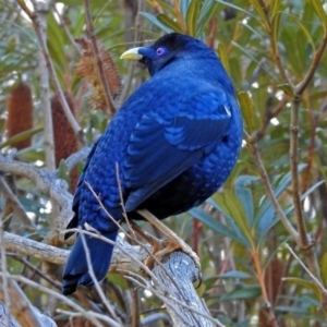 Ptilonorhynchus violaceus at Acton, ACT - 25 Jun 2018