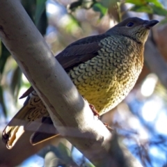 Ptilonorhynchus violaceus at Acton, ACT - 25 Jun 2018