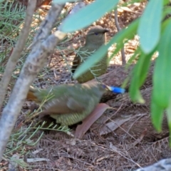 Ptilonorhynchus violaceus at Acton, ACT - 25 Jun 2018