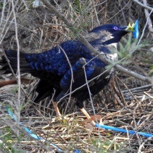 Ptilonorhynchus violaceus at Acton, ACT - 25 Jun 2018