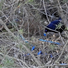 Ptilonorhynchus violaceus at Acton, ACT - 25 Jun 2018