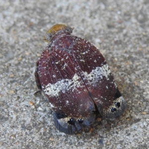 Platybrachys decemmacula at Fadden, ACT - 10 Feb 2018