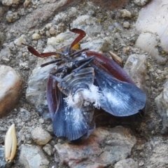 Platybrachys decemmacula at Fadden, ACT - 10 Feb 2018