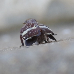 Platybrachys decemmacula at Fadden, ACT - 10 Feb 2018