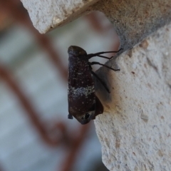 Platybrachys decemmacula at Fadden, ACT - 10 Feb 2018