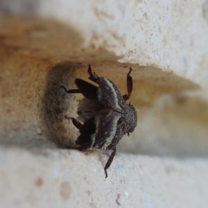 Platybrachys decemmacula at Fadden, ACT - 10 Feb 2018