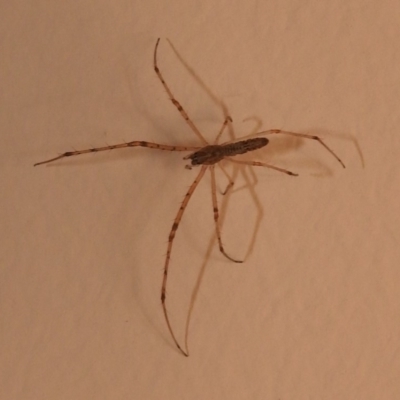 Tetragnatha sp. (genus) (Long-jawed spider) at Fadden, ACT - 10 Feb 2018 by YumiCallaway