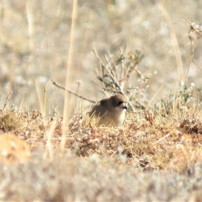 Aphelocephala leucopsis (Southern Whiteface) at Jerrabomberra Grassland - 24 Jun 2018 by KumikoCallaway