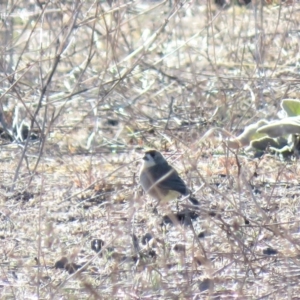 Aphelocephala leucopsis at Hume, ACT - 24 Jun 2018 10:13 AM