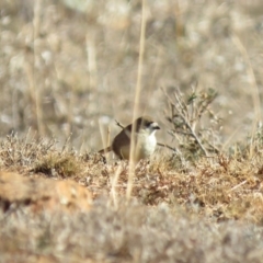 Aphelocephala leucopsis at Hume, ACT - 24 Jun 2018 10:13 AM