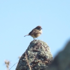 Aphelocephala leucopsis at Hume, ACT - 24 Jun 2018