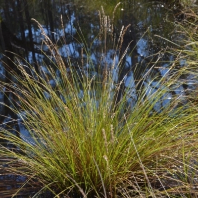 Carex appressa (Tall Sedge) at Wamboin, NSW - 10 Mar 2018 by natureguy