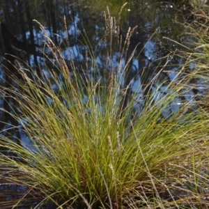 Carex appressa at Wamboin, NSW - 10 Mar 2018