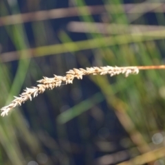 Carex appressa at Wamboin, NSW - 10 Mar 2018