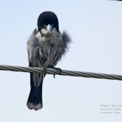 Cracticus torquatus (Grey Butcherbird) at Dolphin Point, NSW - 2 Sep 2015 by CharlesDove