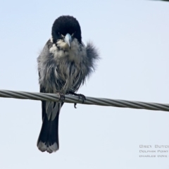 Cracticus torquatus (Grey Butcherbird) at Dolphin Point, NSW - 1 Sep 2015 by Charles Dove