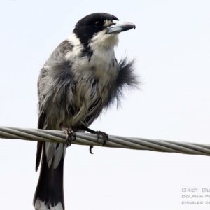 Cracticus torquatus at Dolphin Point, NSW - 2 Sep 2015 12:00 AM