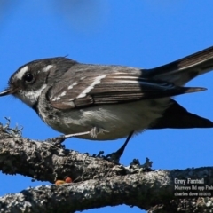 Rhipidura albiscapa (Grey Fantail) at Conjola, NSW - 1 Sep 2015 by Charles Dove