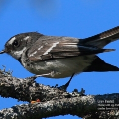 Rhipidura albiscapa (Grey Fantail) at Conjola, NSW - 2 Sep 2015 by CharlesDove