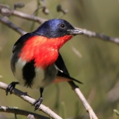 Dicaeum hirundinaceum (Mistletoebird) at Lake Conjola, NSW - 2 Sep 2015 by CharlesDove