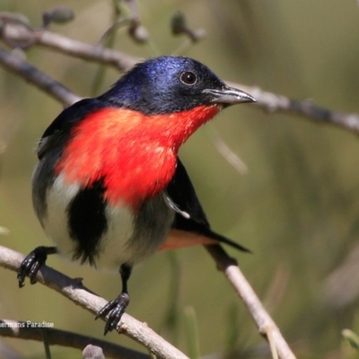 Dicaeum hirundinaceum (Mistletoebird) at Lake Conjola, NSW - 1 Sep 2015 by Charles Dove