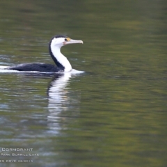 Phalacrocorax varius (Pied Cormorant) at Wairo Beach and Dolphin Point - 2 Sep 2015 by Charles Dove