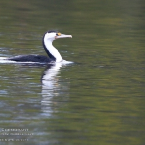 Phalacrocorax varius at Burrill Lake, NSW - 3 Sep 2015