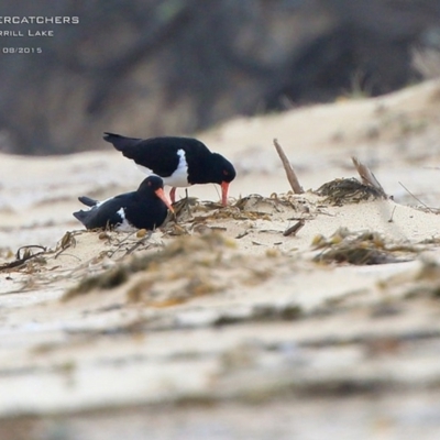 Haematopus longirostris (Australian Pied Oystercatcher) at Dolphin Point, NSW - 3 Sep 2015 by Charles Dove