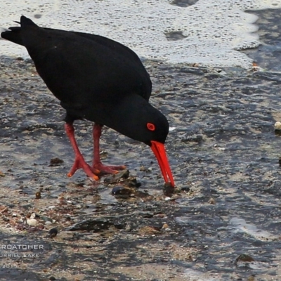 Haematopus fuliginosus (Sooty Oystercatcher) at Wairo Beach and Dolphin Point - 3 Sep 2015 by Charles Dove