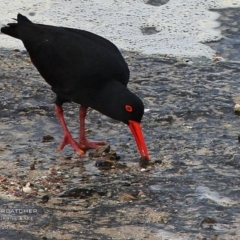 Haematopus fuliginosus (Sooty Oystercatcher) at Dolphin Point, NSW - 3 Sep 2015 by Charles Dove