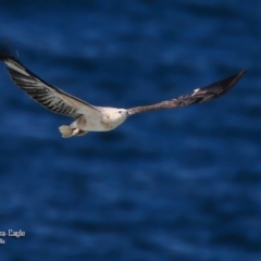 Haliaeetus leucogaster (White-bellied Sea-Eagle) at Ulladulla, NSW - 3 Sep 2015 by CharlesDove