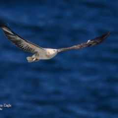 Haliaeetus leucogaster (White-bellied Sea-Eagle) at Ulladulla, NSW - 2 Sep 2015 by Charles Dove