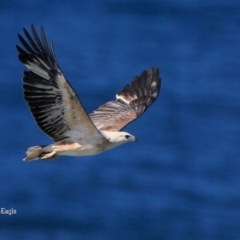 Haliaeetus leucogaster at Ulladulla, NSW - 3 Sep 2015