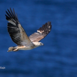 Haliaeetus leucogaster at Ulladulla, NSW - 3 Sep 2015