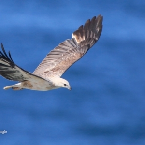 Haliaeetus leucogaster at Ulladulla, NSW - 3 Sep 2015