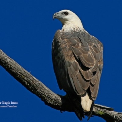 Haliaeetus leucogaster (White-bellied Sea-Eagle) at Fishermans Paradise, NSW - 2 Sep 2015 by CharlesDove