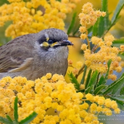 Caligavis chrysops (Yellow-faced Honeyeater) at Wairo Beach and Dolphin Point - 1 Sep 2015 by Charles Dove