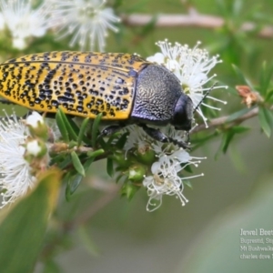 Stigmodera macularia at Morton National Park - 23 Oct 2015