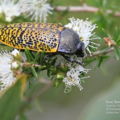 Stigmodera macularia (Macularia jewel beetle) at Morton National Park - 22 Oct 2015 by Charles Dove