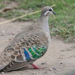 Phaps chalcoptera (Common Bronzewing) at Pointer Mountain, NSW - 27 Nov 2015 by CharlesDove