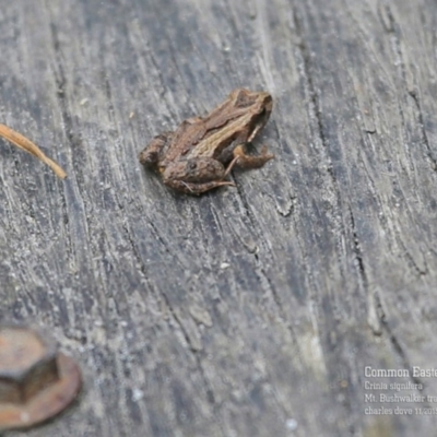 Crinia signifera (Common Eastern Froglet) at Morton National Park - 28 Oct 2015 by Charles Dove