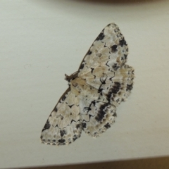 Sandava scitisignata (A noctuid moth) at Conder, ACT - 11 Jan 2018 by michaelb