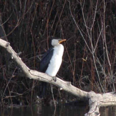 Microcarbo melanoleucos (Little Pied Cormorant) at Fyshwick, ACT - 20 Jun 2018 by MichaelBedingfield