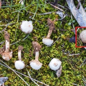 Tulostoma pulchellum at Belconnen, ACT - 24 Jun 2018 12:00 AM