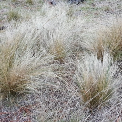 Nassella trichotoma (Serrated Tussock) at Isaacs, ACT - 26 Jun 2018 by Mike